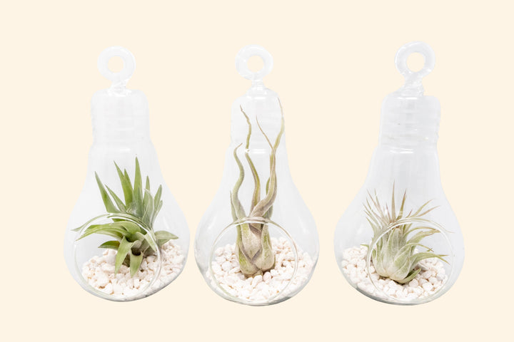 Hanging Light Bulb Terrarium with Crushed White Stones and Tillandsia Air Plant