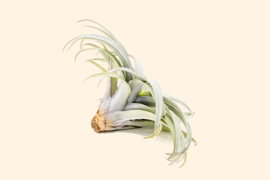 Tillandsia Capitata Yellow Star Air Plants - Limited Quantities [Single Plant]