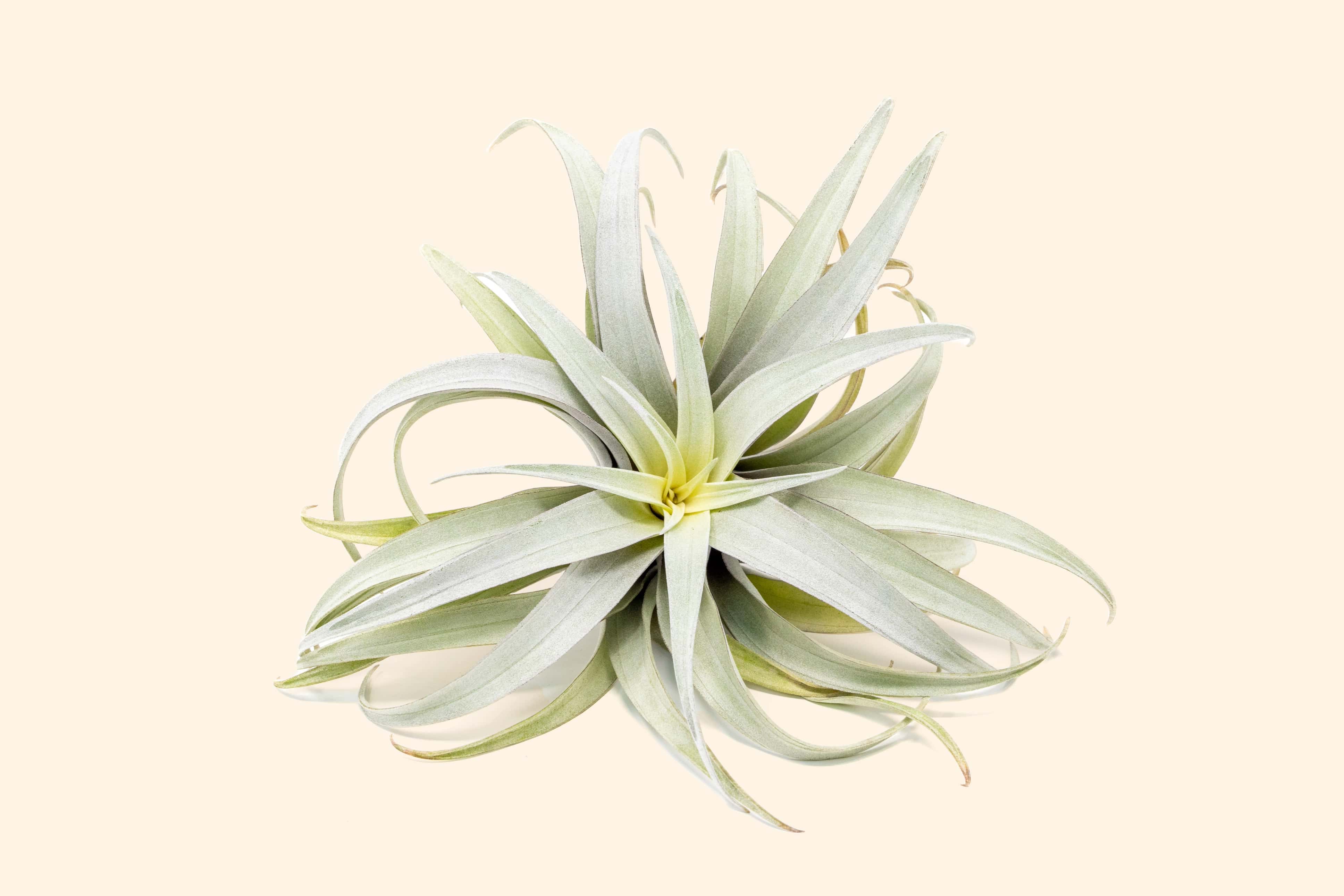 Tillandsia Capitata Yellow Star Air Plants – Air Plant Shop Tillandsia Capitata Yellow Star Air Plants – Air Plant Shop
