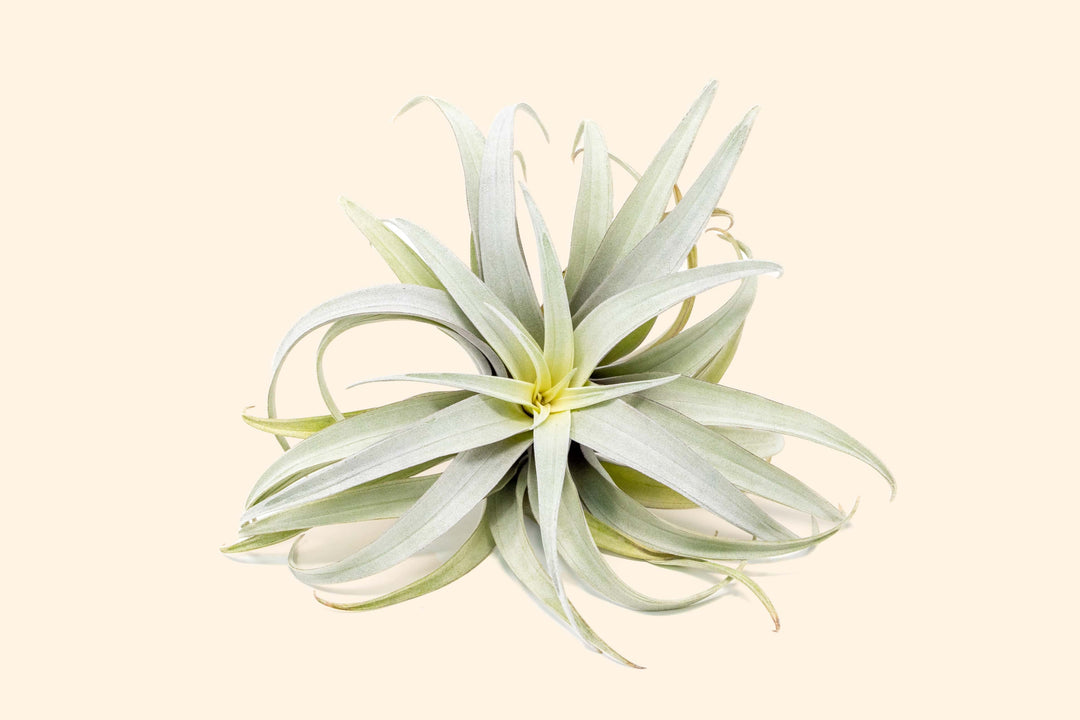 Tillandsia Capitata Yellow Star Air Plants - Limited Quantities [Single Plant]