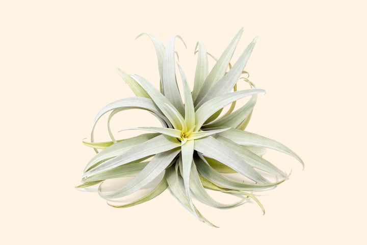 Tillandsia Capitata Yellow Star Air Plants - Limited Quantities [Single Plant]