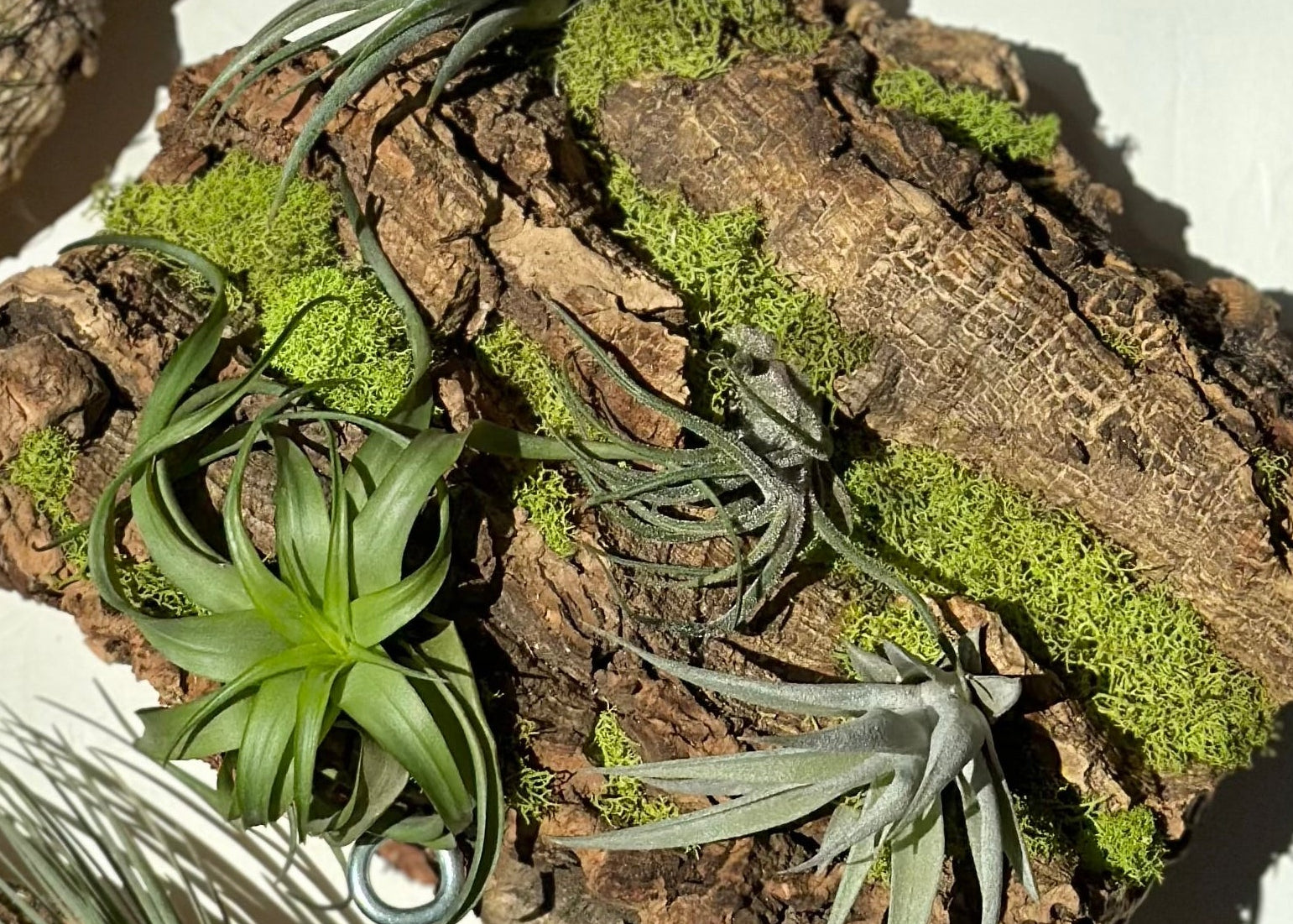 Shop Cholla Cactus & Driftwood Containers for Air Plants