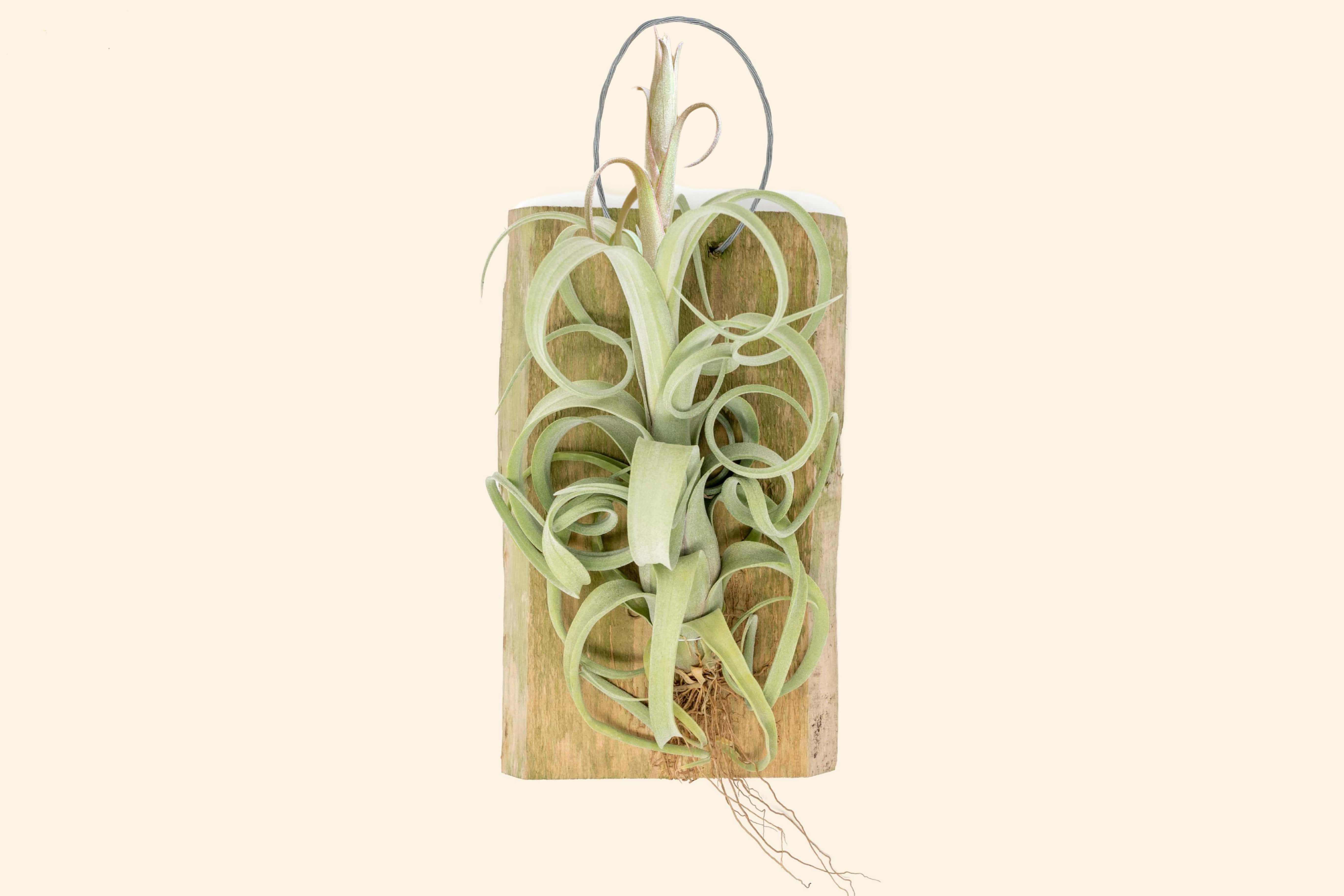 Tillandsia Curly Slim Mounted on Natural Cedar Plank – Air