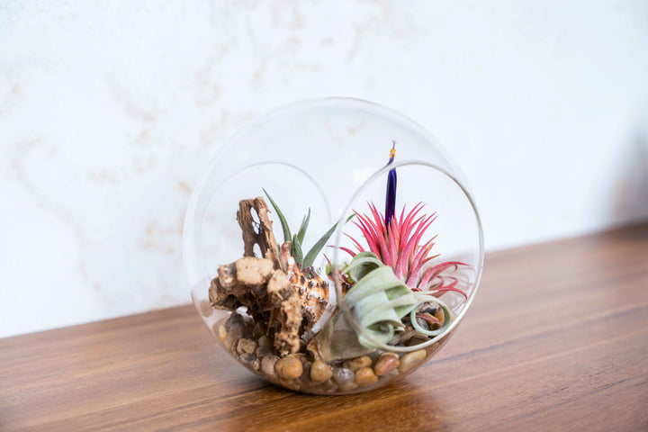 $12 Black Friday Deal: 5.5 Inch Glass Terrarium with Two Open Ends - Glass Terrarium Only