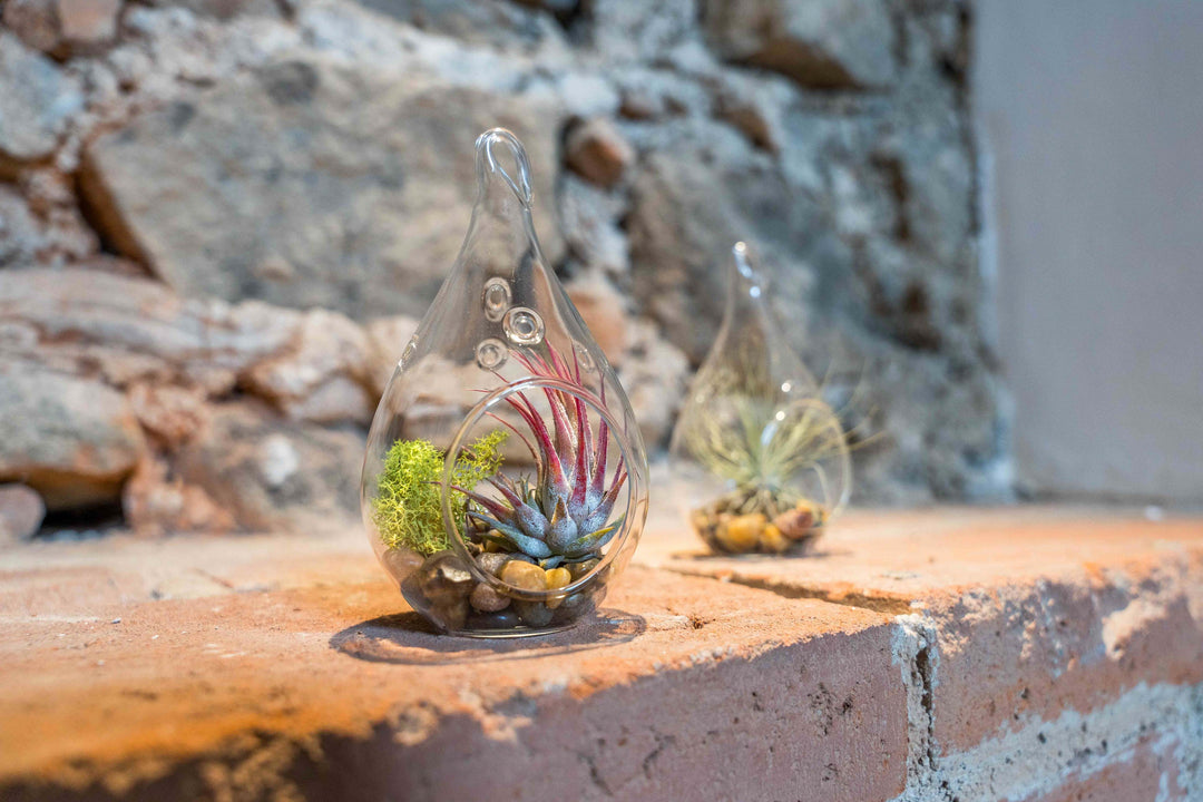 $4 Black Friday Deal: Handblown Glass Teardrop Terrariums - Glass Terrarium Only