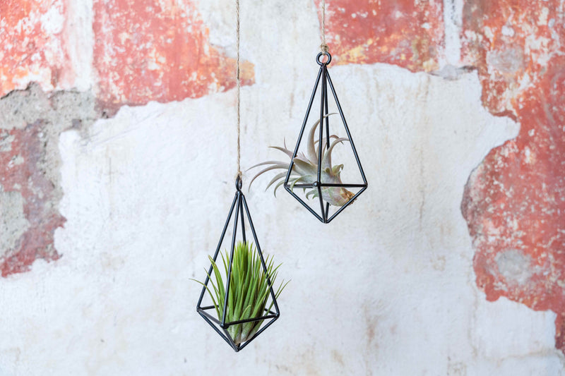 Sale: 40% Off - Hanging Metal Pendants with Assorted Tillandsia Air Plants [6 or 12 Pack]