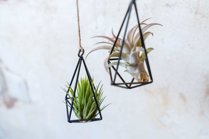 Sale: 40% Off - Hanging Metal Pendants with Assorted Tillandsia Air Plants [6 or 12 Pack]