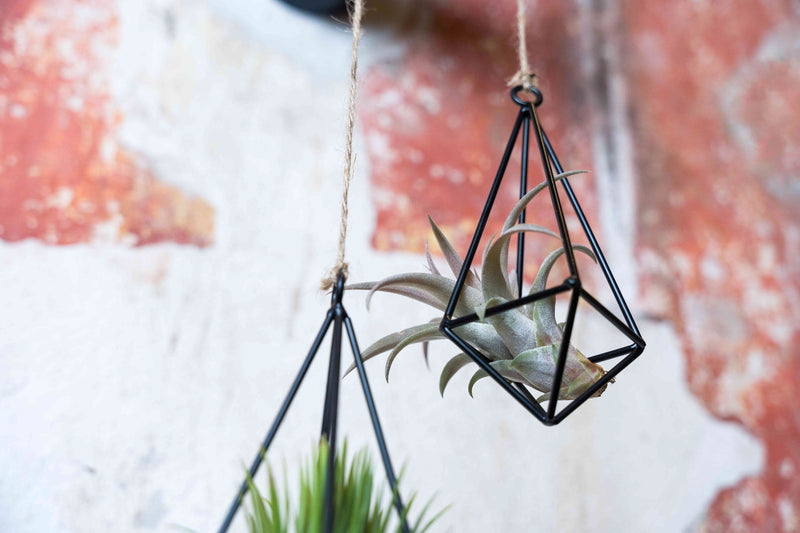 Sale: 40% Off - Hanging Metal Pendants with Assorted Tillandsia Air Plants [6 or 12 Pack]