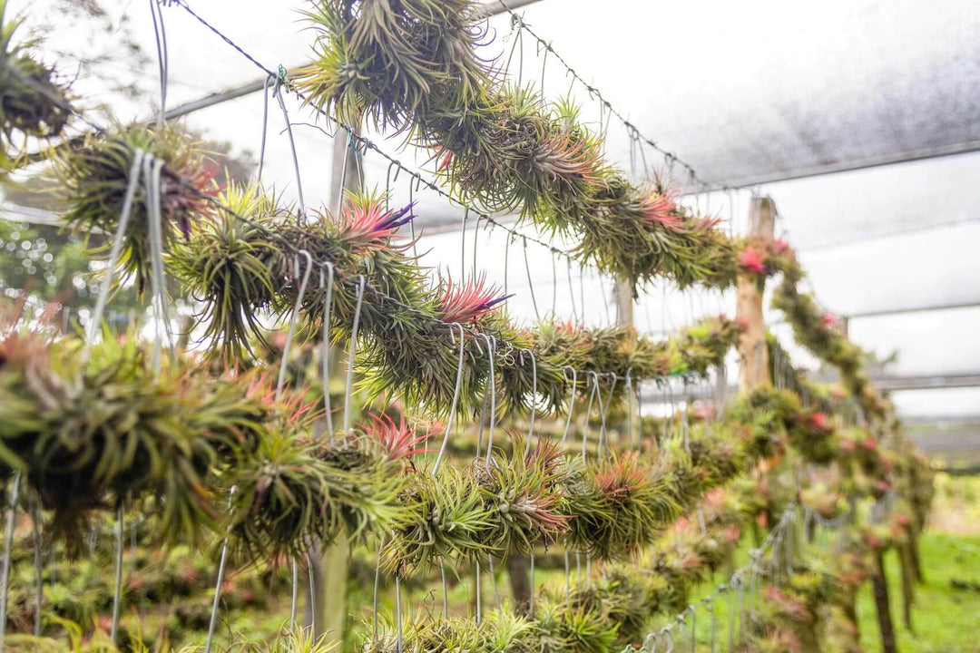 Wholesale: Tillandsia Ionantha Rubra Hanging Clusters with String for Hanging [Min Order 12]