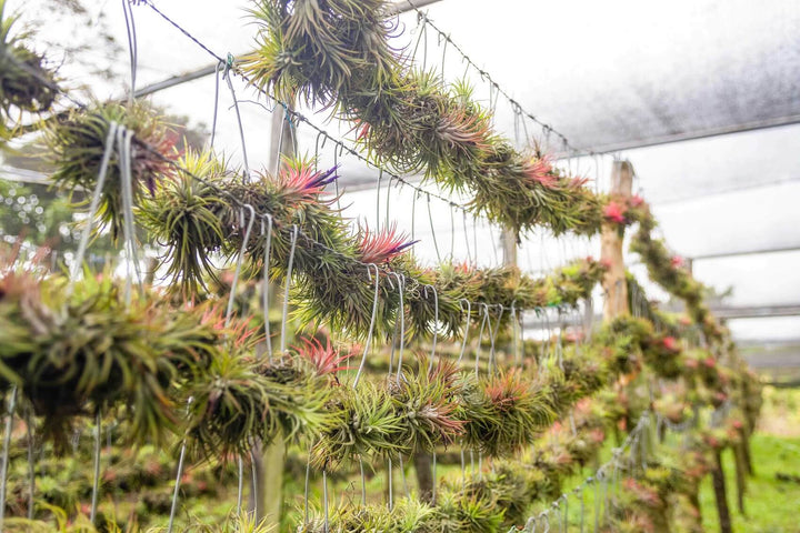 Wholesale: Tillandsia Ionantha Rubra Hanging Clusters with String for Hanging [Min Order 12]