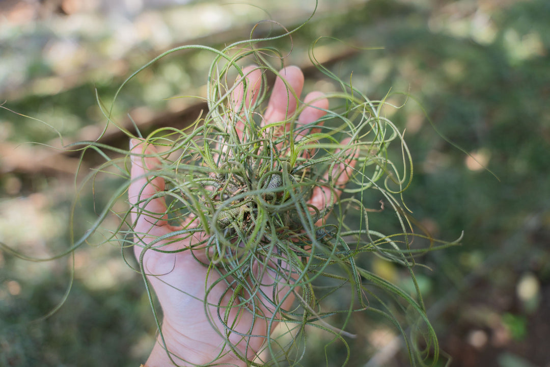 Tillandsia Butzii Air Plant Clump