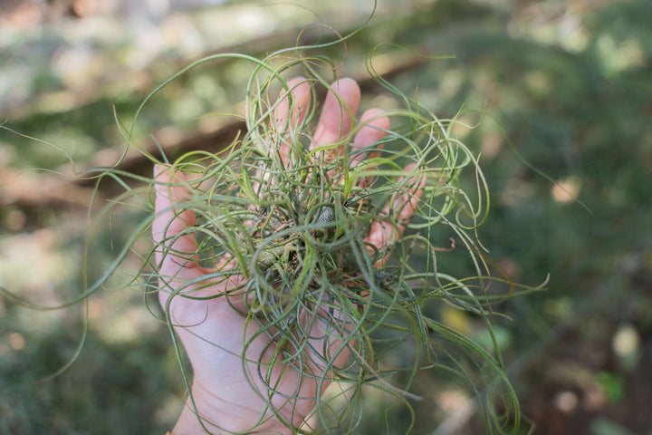 Tillandsia Butzii Air Plant Clump