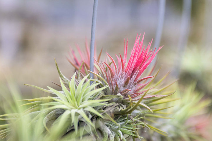 Wholesale: Tillandsia Ionantha Rubra Hanging Clusters with String for Hanging [Min Order 12]