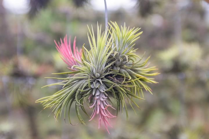 Wholesale: Tillandsia Ionantha Rubra Hanging Clusters with String for Hanging [Min Order 12]