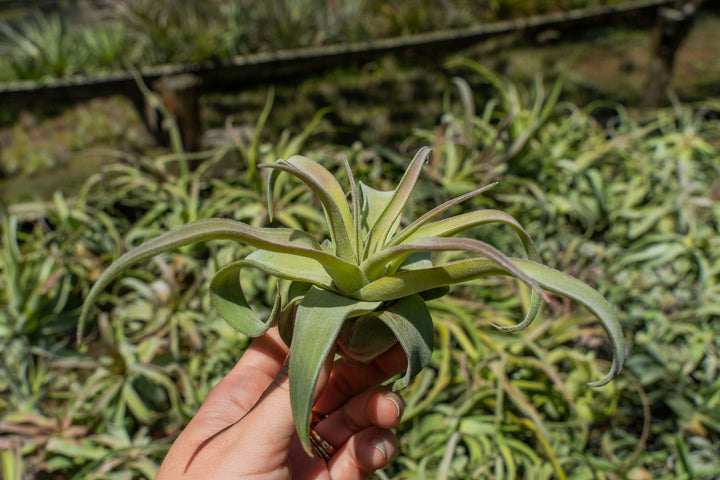 Sale: Up to 55% Off - Tillandsia Streptophylla Air Plants [10, 20, or 30 Pack]