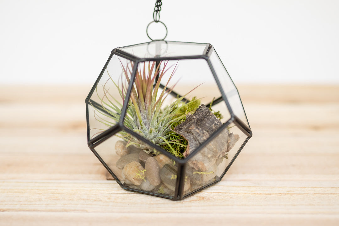 glass pentagon with river rocks, reindeer moss, cork bark and tillandsia ionantha air plant