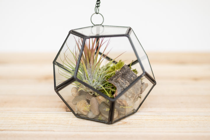 glass pentagon with river rocks, reindeer moss, cork bark and tillandsia ionantha air plant