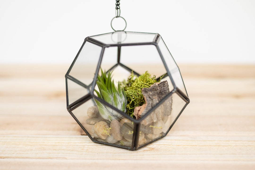 glass pentagon terrarium with river rocks, reindeer moss, rock bark and tillandsia ionantha air plant
