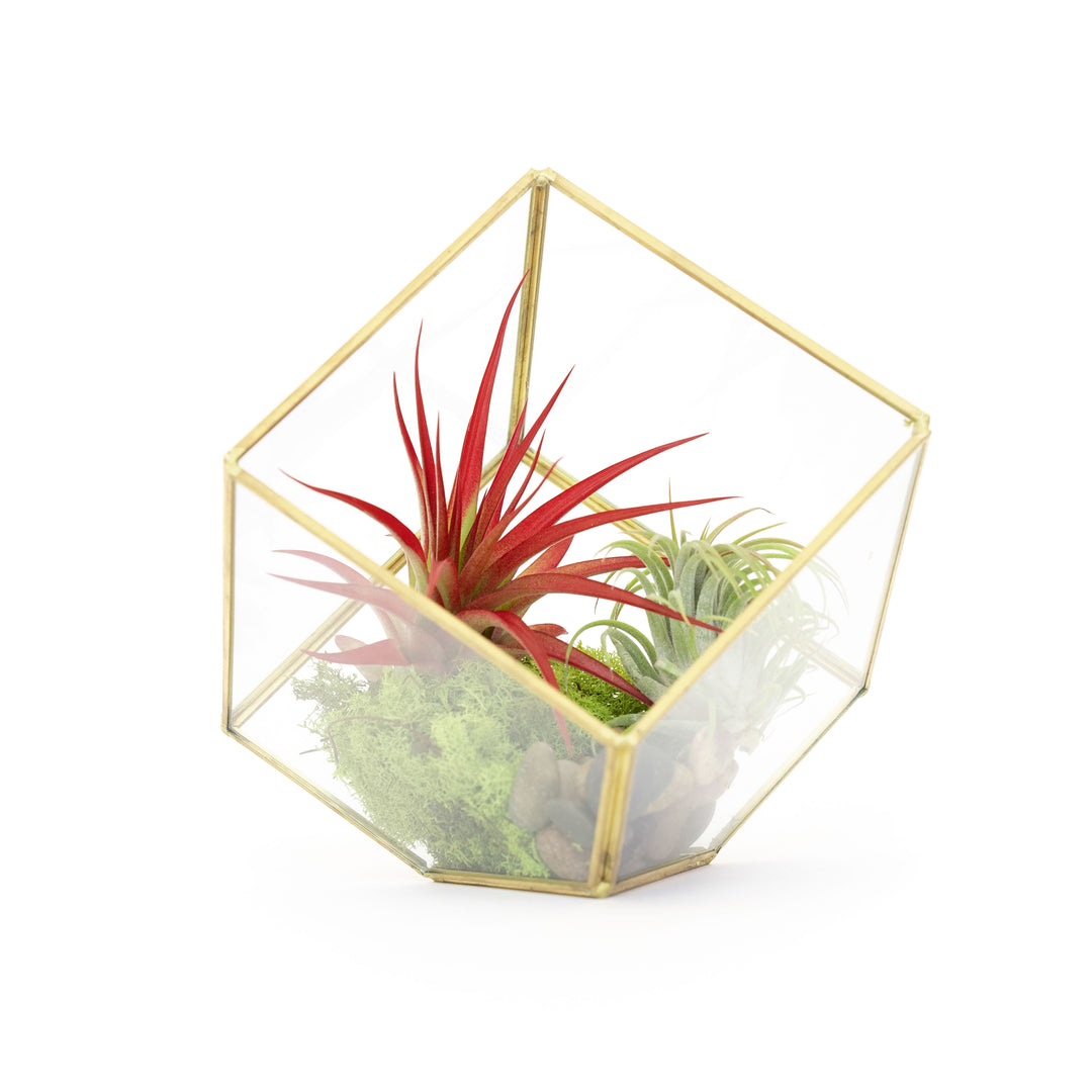 Heptahedron Tillandsia Air Plant Terrarium - Geometric Design with 7 Sides
