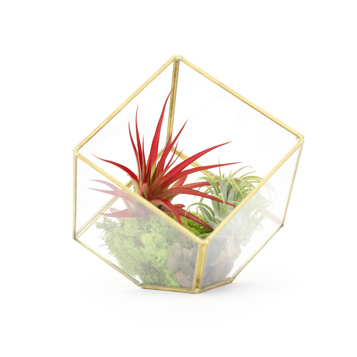 Heptahedron Tillandsia Air Plant Terrarium - Geometric Design with 7 Sides