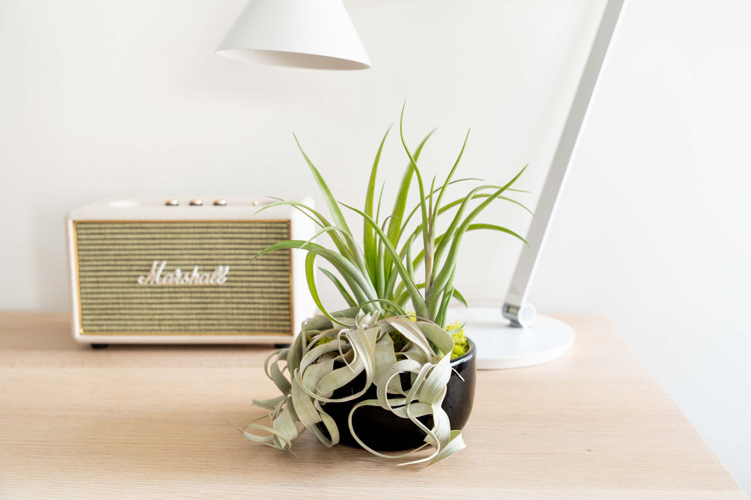 Wholesale: Large Fully Assembled Air Plant Bowl Garden [Min Order 6]