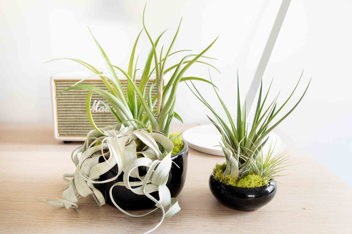 air plant care indoors Large Fully Assembled Air Plant Bowl Garden – Air Plant Shop