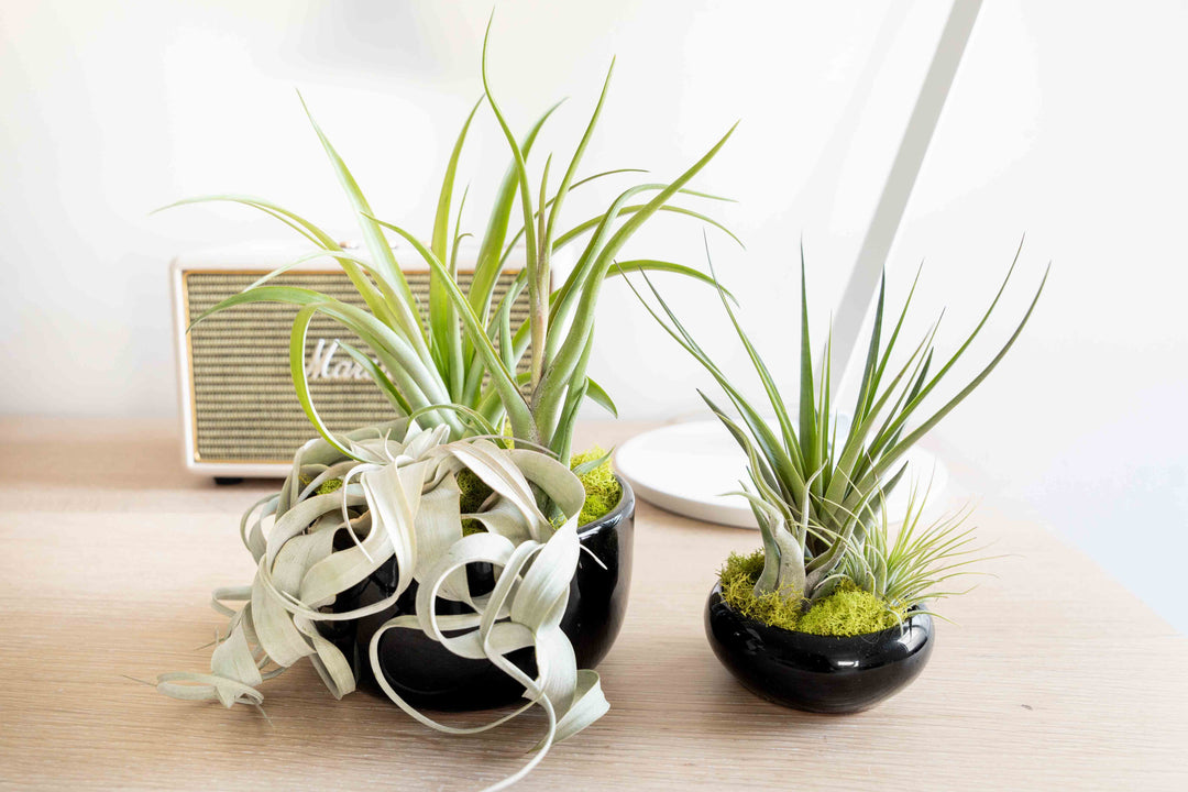 Wholesale: Large Fully Assembled Air Plant Bowl Garden [Min Order 6]