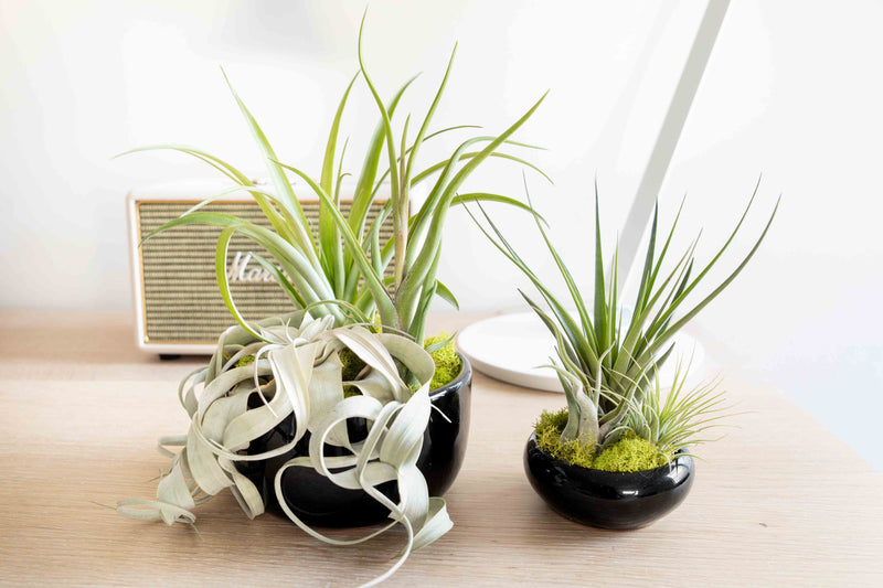 Large Fully Assembled Air Plant Bowl Garden