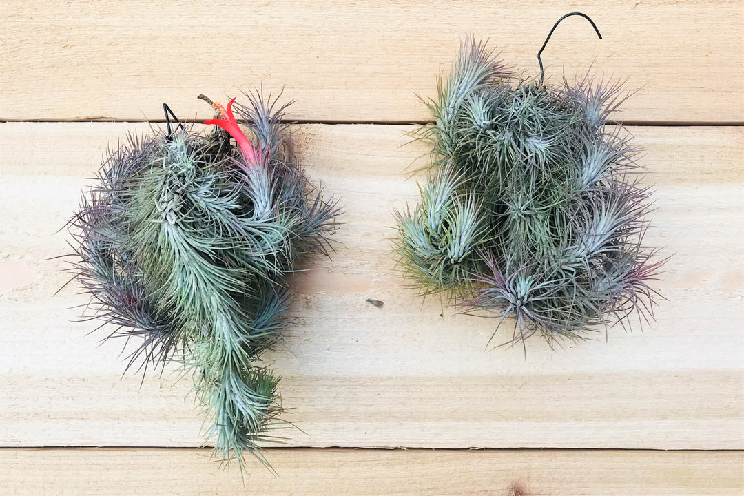 Tillandsia Funckiana Large Hanging Clusters