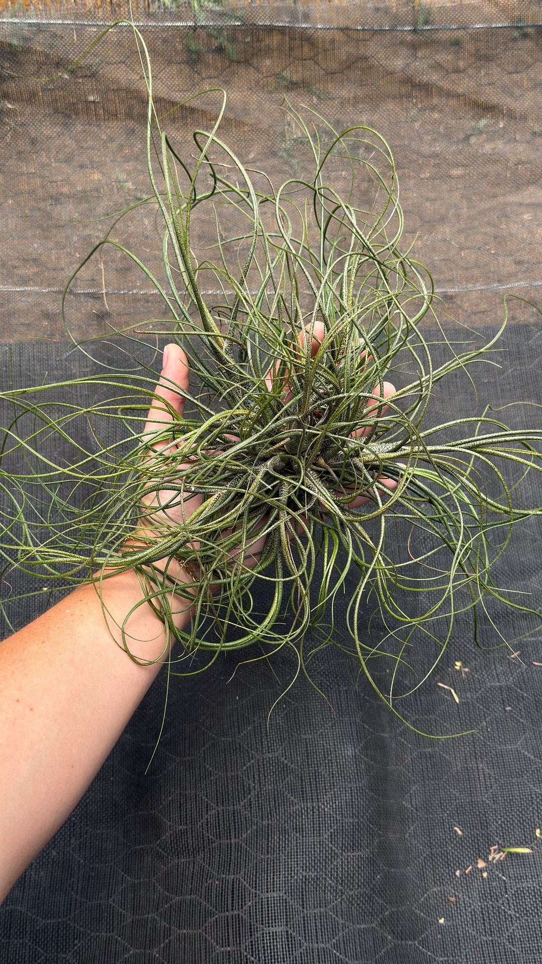 Tillandsia Butzii Air Plant Clump