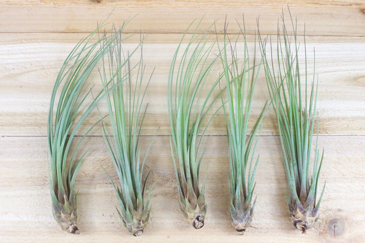 $1.50 Memorial Day Deal - Tillandsia Juncea Air Plants $1.50 Each [10, 20 or 50 Pack]