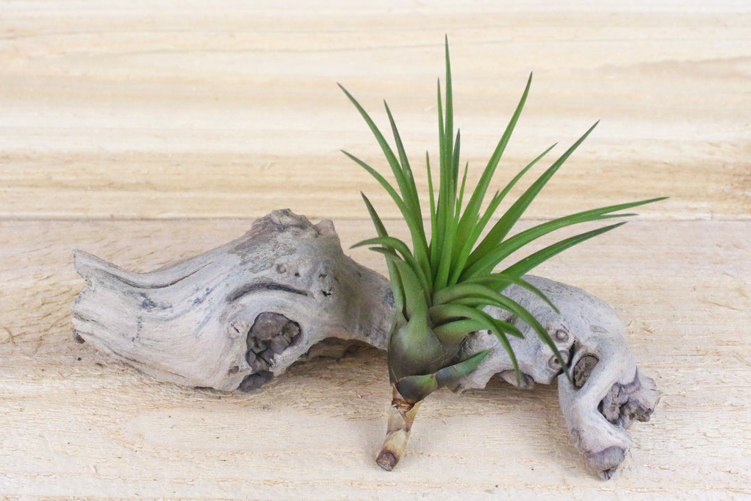 Tillandsia Melanocrater Tricolor Air Plants / 4-6 Inches Tall [1, 3 or 5 Pack]