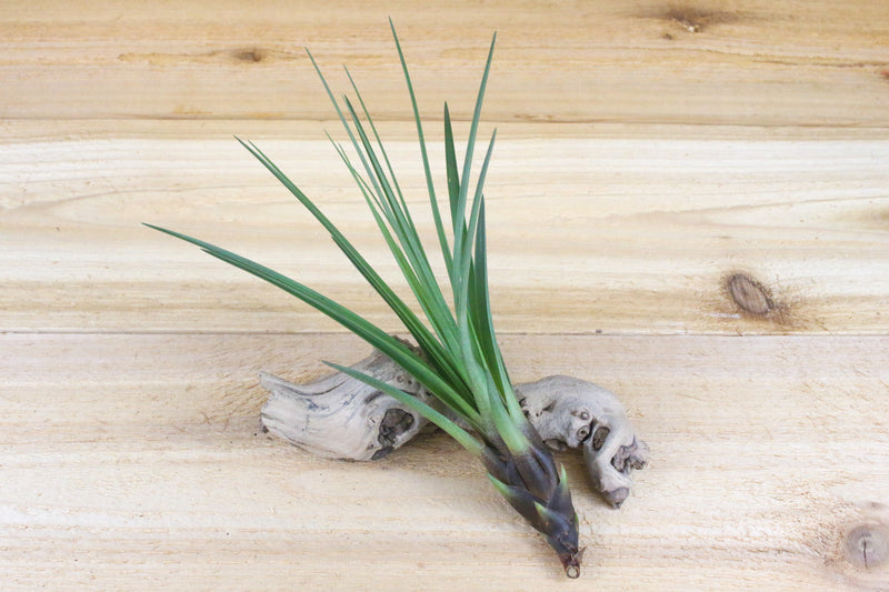Tillandsia Melanocrater Tricolor Air Plants / 4-6 Inches Tall [1, 3 or 5 Pack]