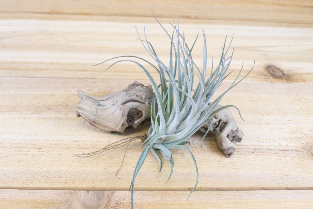 tillandsia stricta hybrid air plant