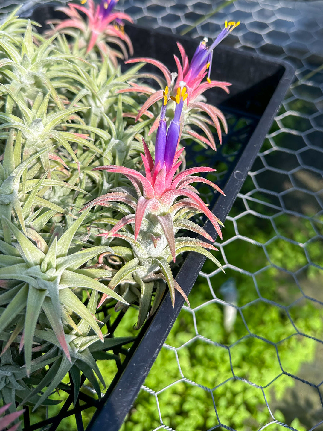 Tillandsia Ionantha Vanhyningii Air Plant [Single Plant]