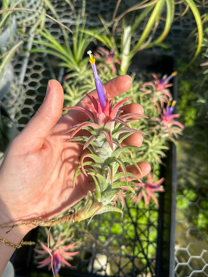 Tillandsia Ionantha Vanhyningii Air Plant [Single Plant]