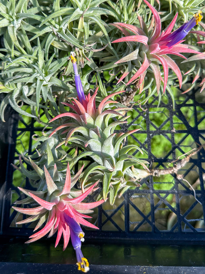 Tillandsia Ionantha Vanhyningii Air Plant [Single Plant]