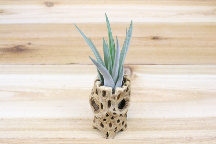 3 inch cholla wood container and tillandsia fasciculata air plant