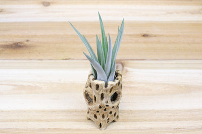 3 inch cholla wood container and tillandsia fasciculata air plant
