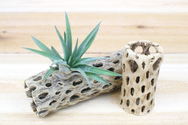 cholla wood containers with tillandsia air plants