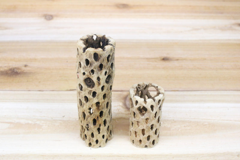 6 inch cholla wood container and 3 inch cholla wood container