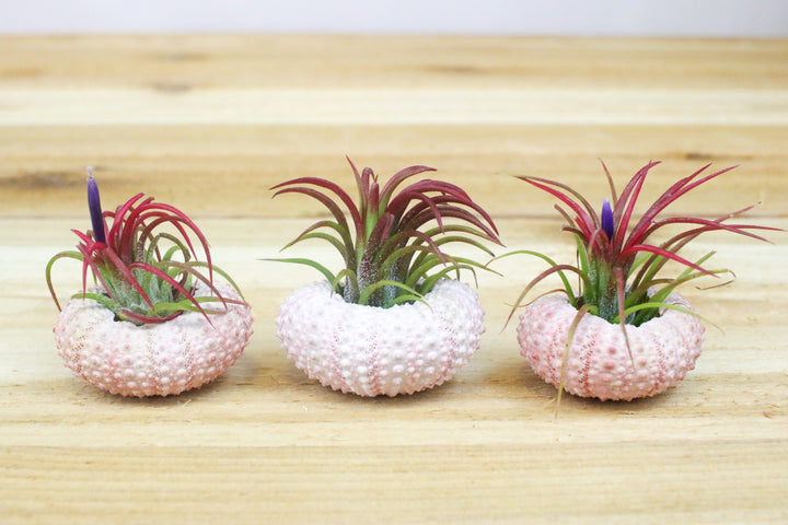 3 pink sea urchins with blushing and blooming tillandsia ionantha fuego air plants