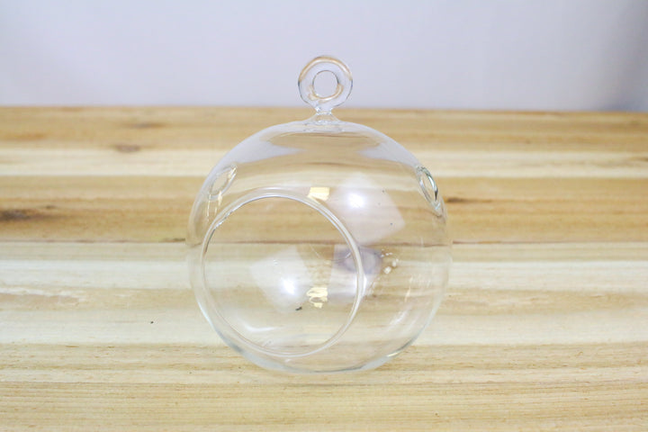 hanging globes for air plants Flat Bottom Globe Terrarium with Tillandsia Air Plants & River Stones – Air Plant Shop