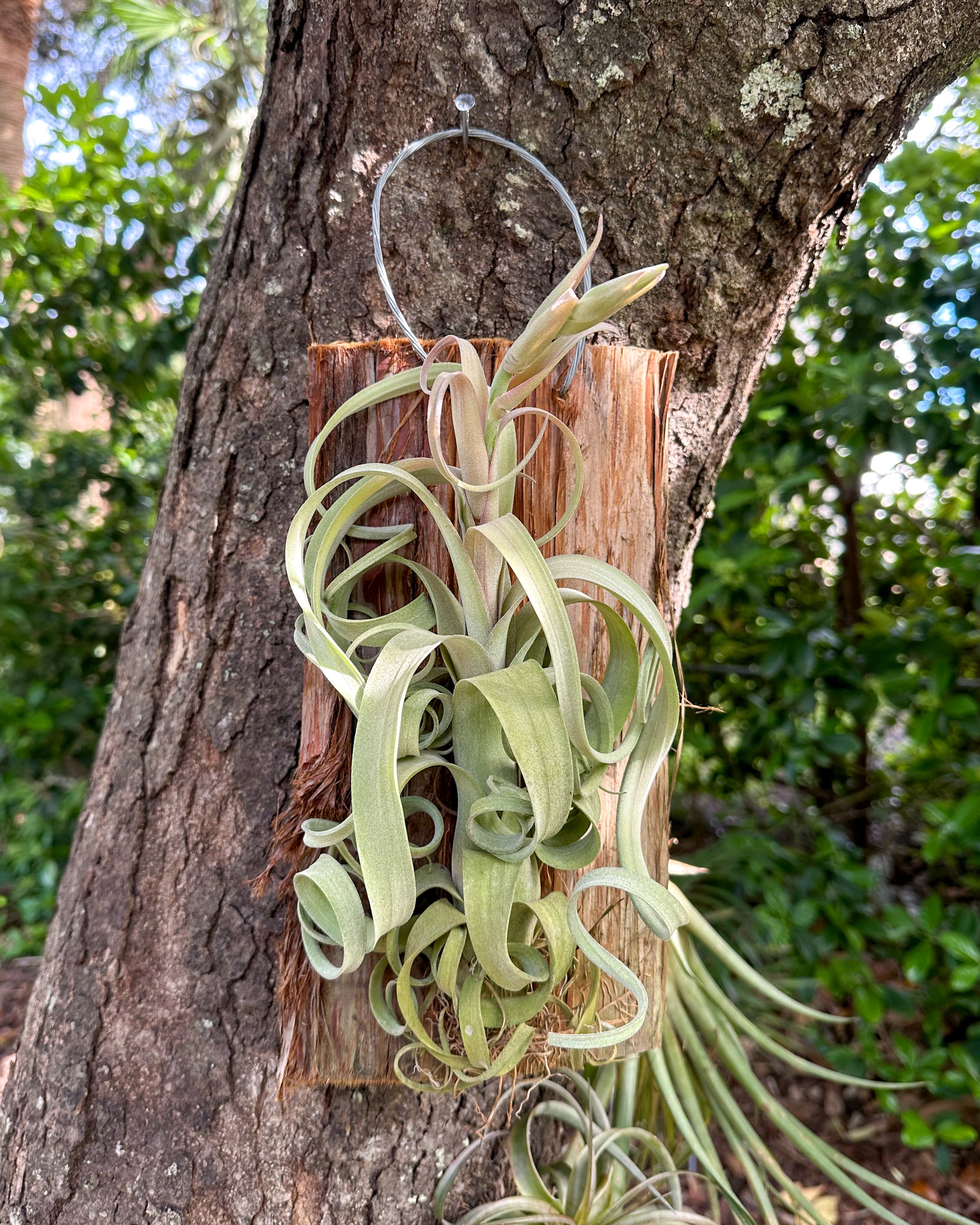 ねずみTillandsia Airplant - Tillandsia xerographica - Lg