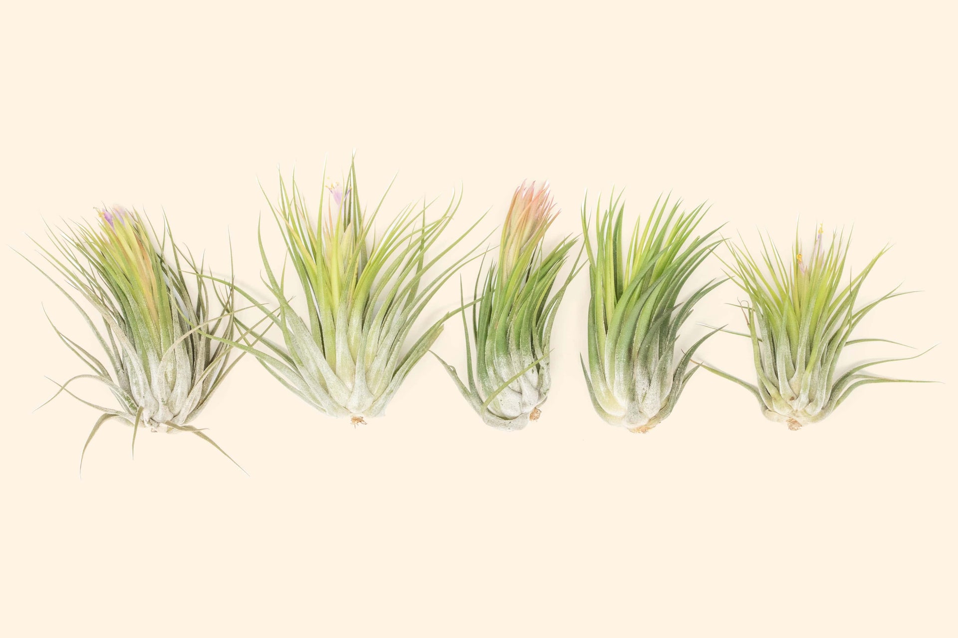 Large Tillandsia Ionantha Scaposa 'Kolbii' Air Plants [5 Pack]