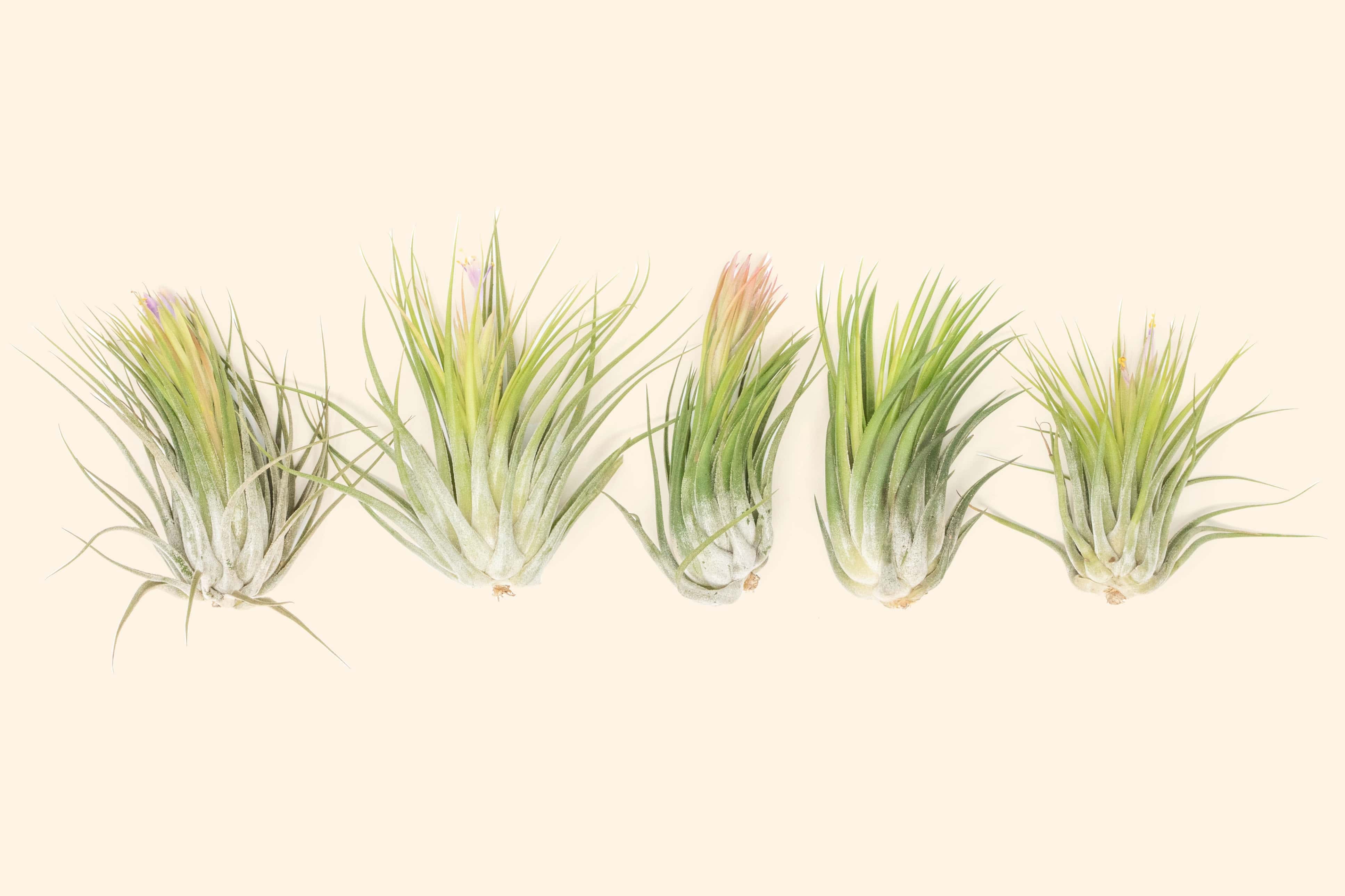 Air Plant Displays & Gifts