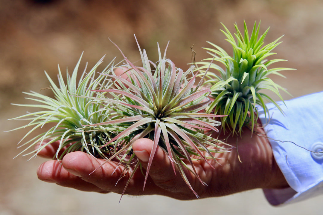 Handing Holding Large Tillandsia Ionantha Rubra Air Plants