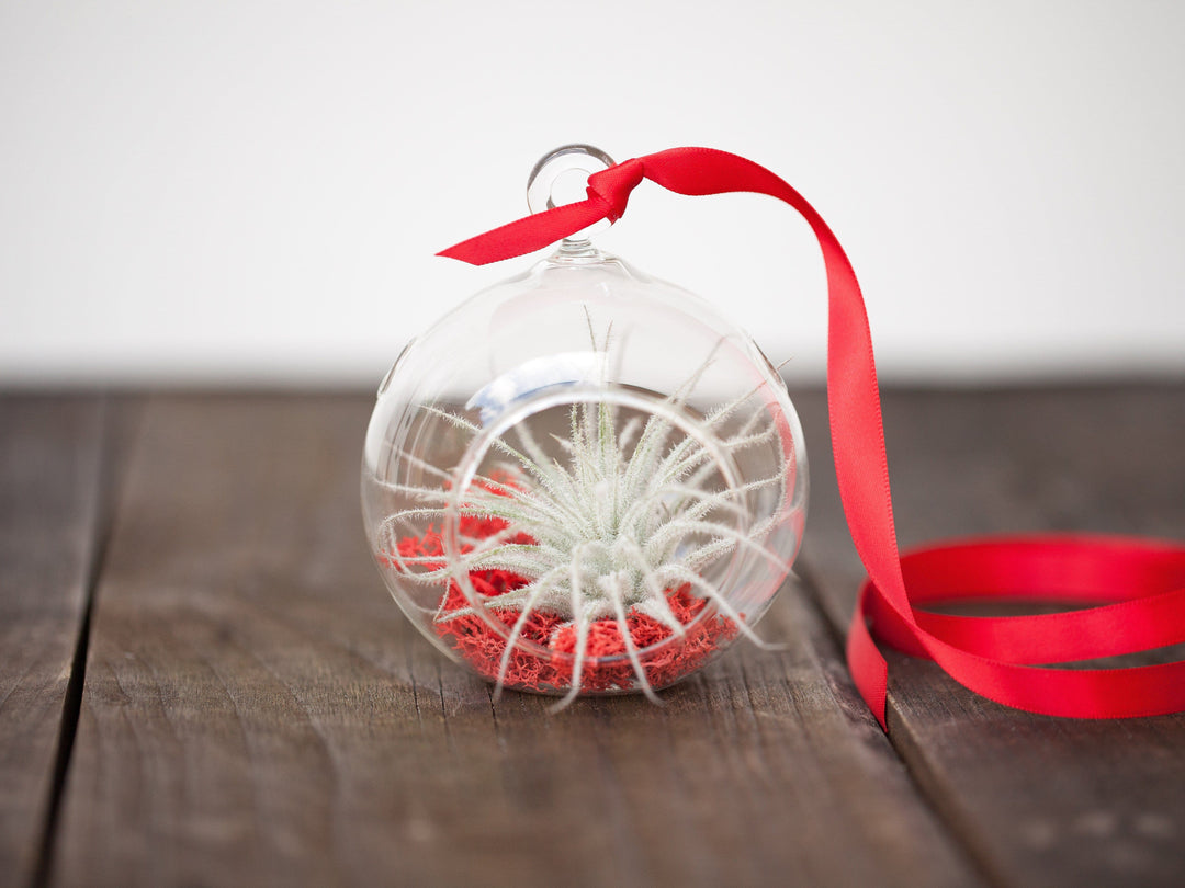 Mini "Snowflake" Ornament with Tillandsia Tectorum Air Plant