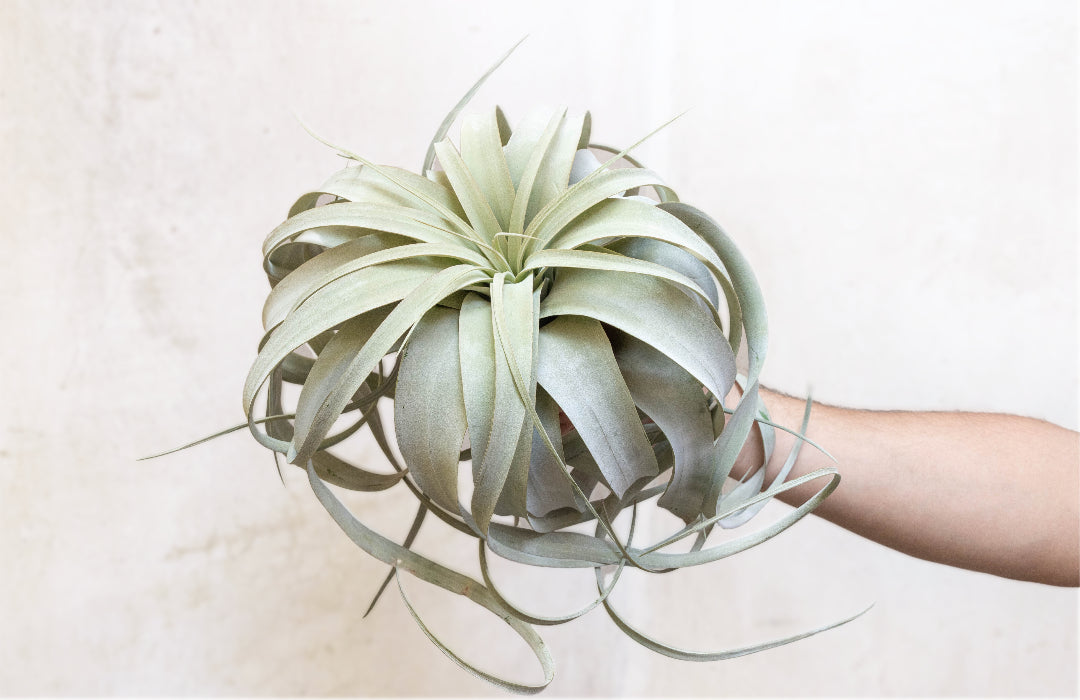 Jumbo Tillandsia Xerographica Air Plants – Air Plant Shop