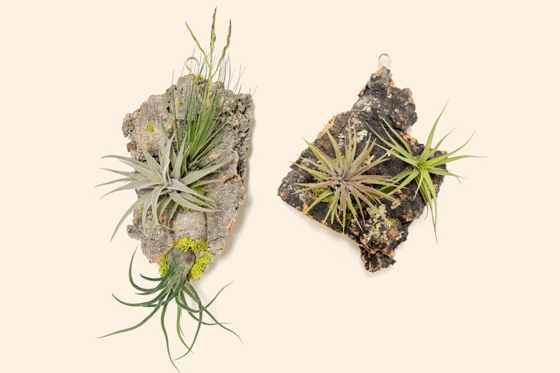 Wholesale: Fully Assembled Air Plant Cork Bark Displays - Small [Min Order 12]